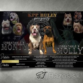 American Bully xl