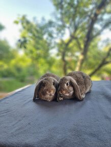 Zakrslé, ,drobnené králiky