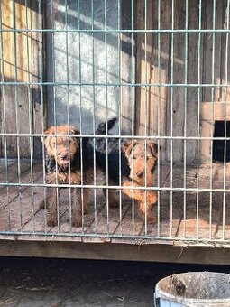 Welsh terrier