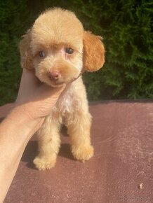 Mini premium steniatko maltipoo v raritnej farbe