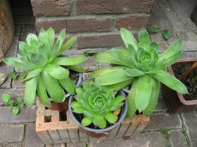 Skalná ruža - Sempervivum tectorum