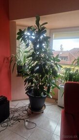 Ficus