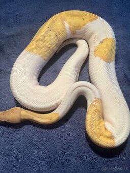 Python regius