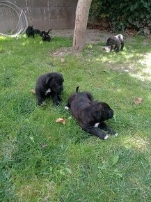 Cane Corso