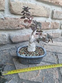 Plectranthus ernestii sukulentny bonsai - 1