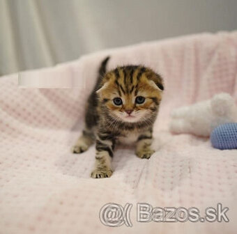 Scottish Folds Kittens k dispozícii