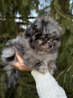 Pomeranian chlapeček Merle PP UCI