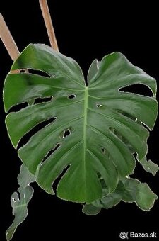 Monstera deliciosa