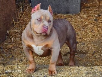 American Bully