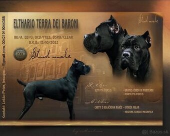 Cane Corso na krytie - pes Elthario Terra dei Baroni