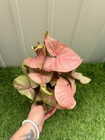 Syngonium podophyllum Neon