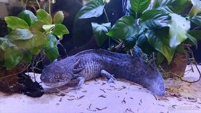 Axolotl mexický