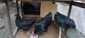 Australorp 1+4