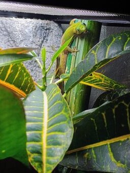 Phelsuma laticauda + terarium ExoTerra