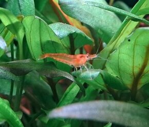 Krevetky Neocaridina - orange - 1