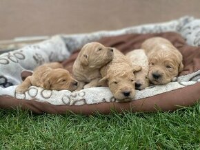 Goldendoodle