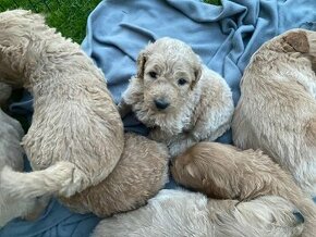 Goldendoodle