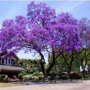 Paulownia stromčeky už kvitnúce - 1