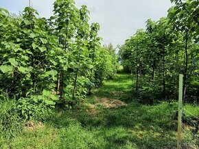 Paulownia