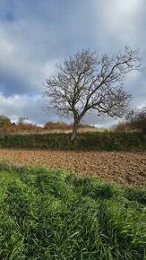 EXKLUZÍVNE NA PREDAJ Veľký, slnečný pozemok v Suchej nad Par