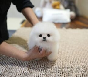 Mini pomeranianské šteniatko