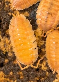 Isopody Porcellio laevis orange.