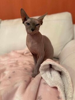 Sphynx