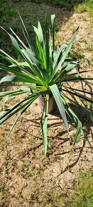 Yucca vláknitá -Yucca filamentosa - 1