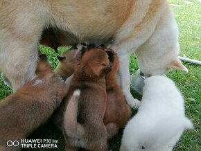 Akita Inu