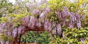 Wisteria do zahrady aj na balkon