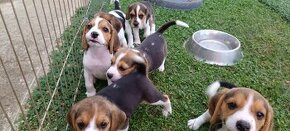 bígl, bígel, beagle - 1