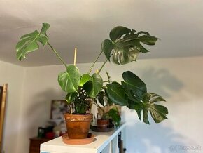 Monstera Deliciosa