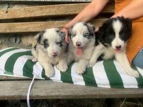 Border Kolia-Blue merle