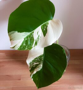 Panašovaná monstera albo variegata