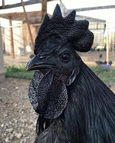 Predám kuriatka ayam cemani - 1