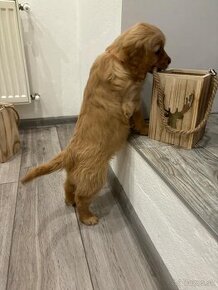 Golden retriever / zlatý Retriver