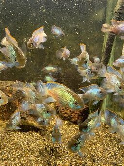 Cichlidy 1€ks Akara Electric Blue, EBA 2-4 cm