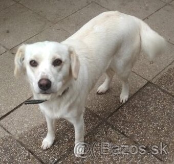 Fena labrador retriever