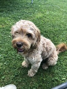 Cavapoo