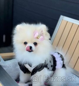 Pomeranian white girl