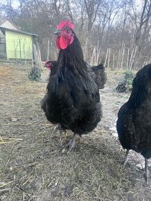 Australorp 3+1