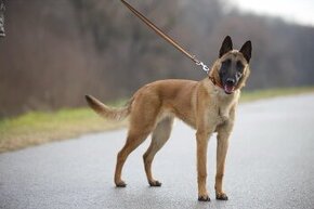 BO- malinois na predaj