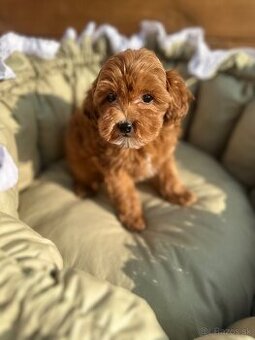 Maltipoo mini