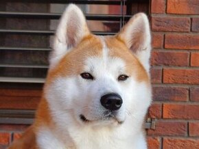 Akita Inu, krytie