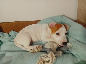 Šteniatka Jack Russell 200€ + dohoda