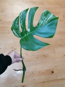 Monstera albo variegata - odrezok