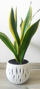 Sansevieria Svokrine jazyky