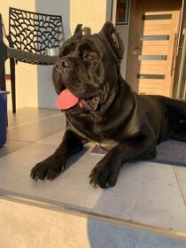 Cane Corso hladá nevestu