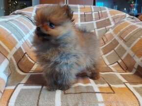 Špic, nemecký špic , oranžový špic, pomeranian