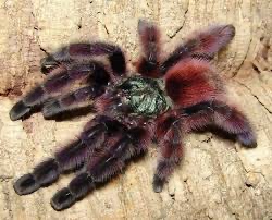 Caribena versicolor (ex Avicularia) Samec